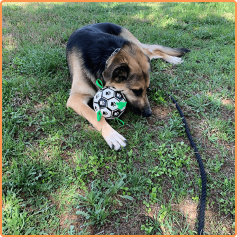 Soccer Ball Petz - A escolha divertida para o seu cãozinho - Net Shop Brasil