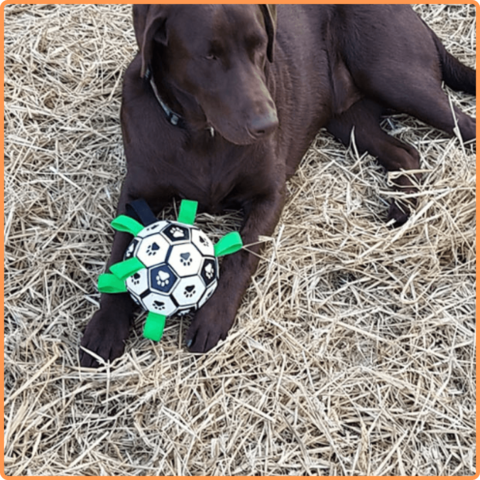 Soccer Ball Petz - A escolha divertida para o seu cãozinho - Net Shop Brasil