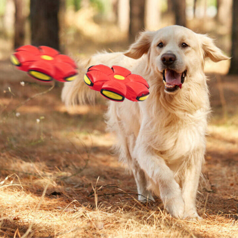 PetBall® Bola Voadora para Cães [COMPRE 1 LEVE 2] - Net Shop Brasil